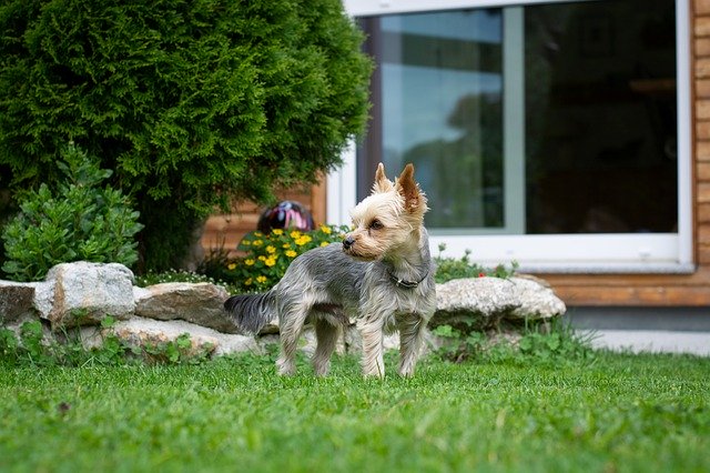 愛犬が喜ぶ外構エクステリアのポイント 外構ドットプロ